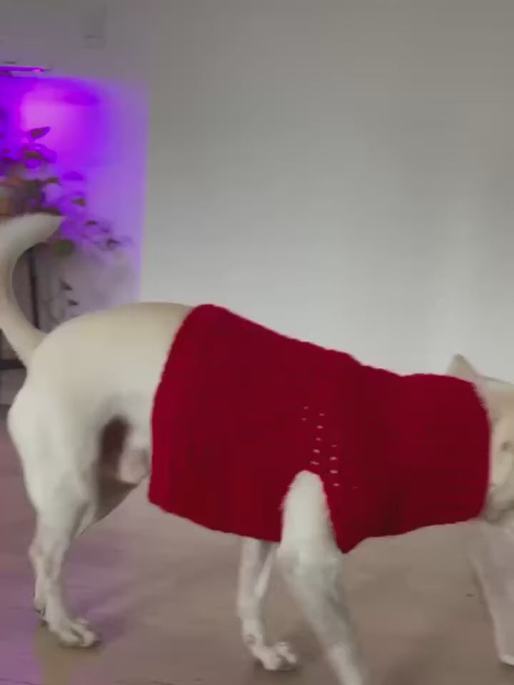 Dog/cat sweater