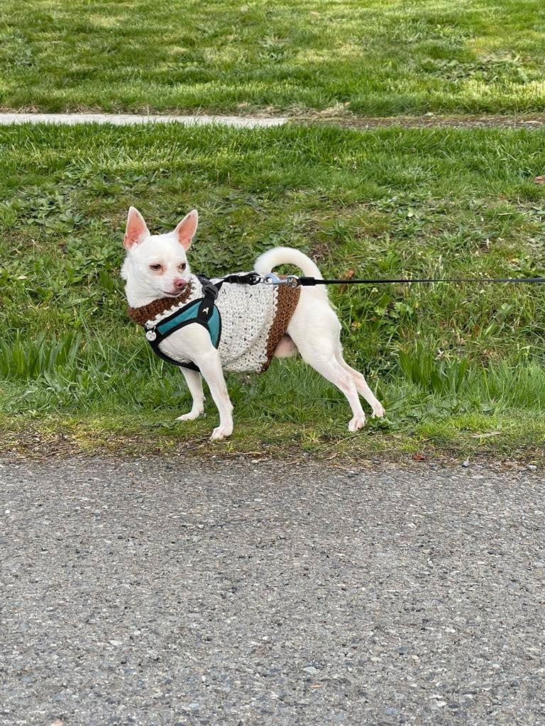 White chihuahua in a knitted puppy sweater with brown trim on a leash.
